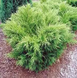         Juniperus media    Mint Julep